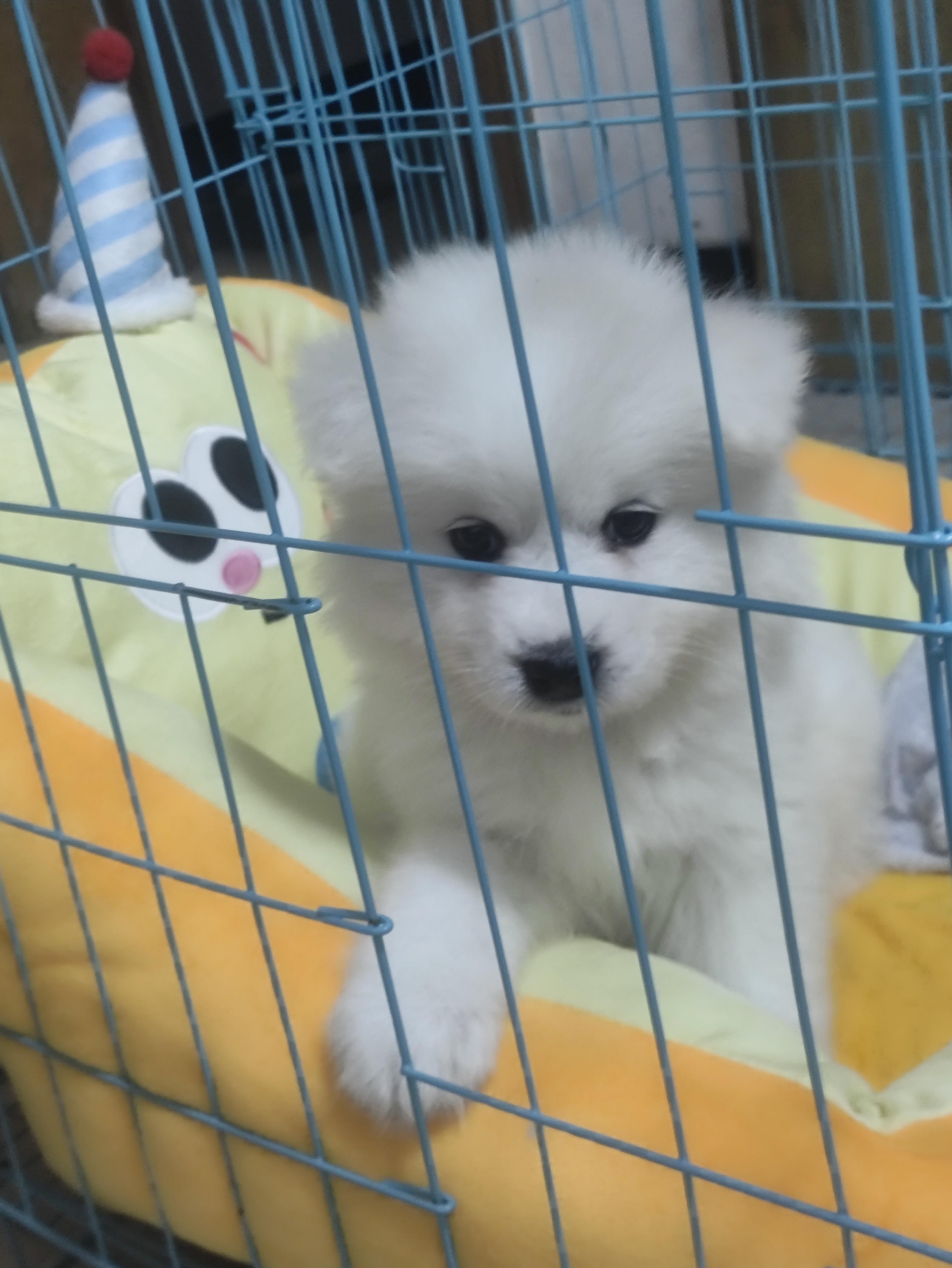 萨摩耶犬